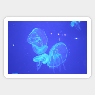 Jellyfish Blue 1 Sticker